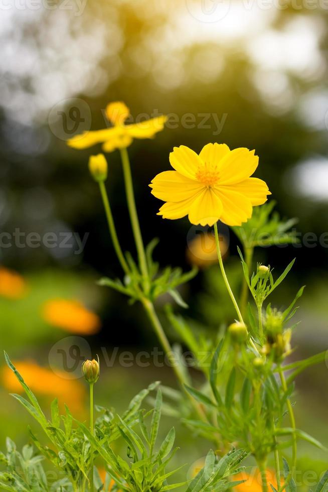 kosmos bloem geel vervagen en bokeh. foto