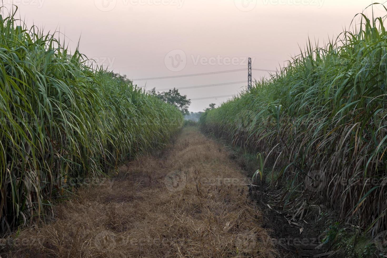 veel suikerrietvelden dicht bij droog onkruid. foto