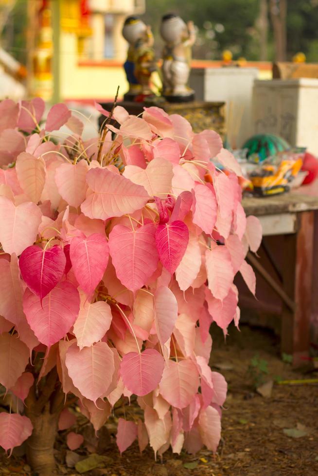 bo bladeren roze. foto