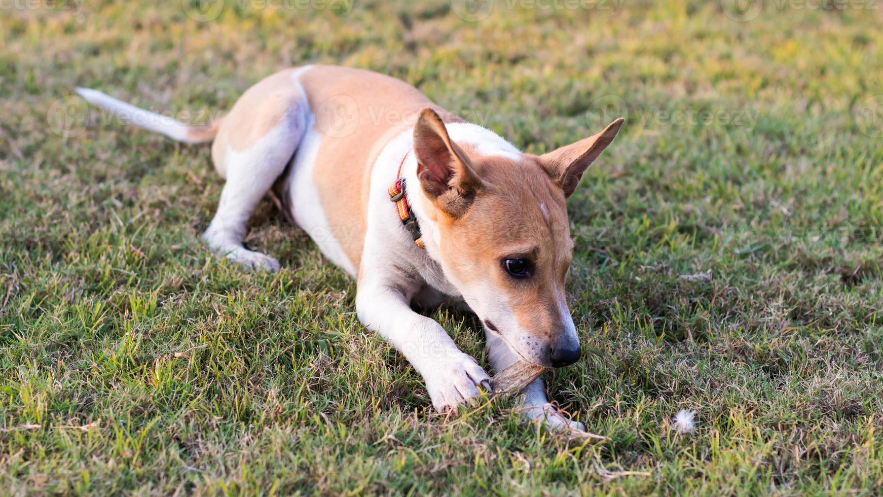 thailand hond liggend op het gazon. foto