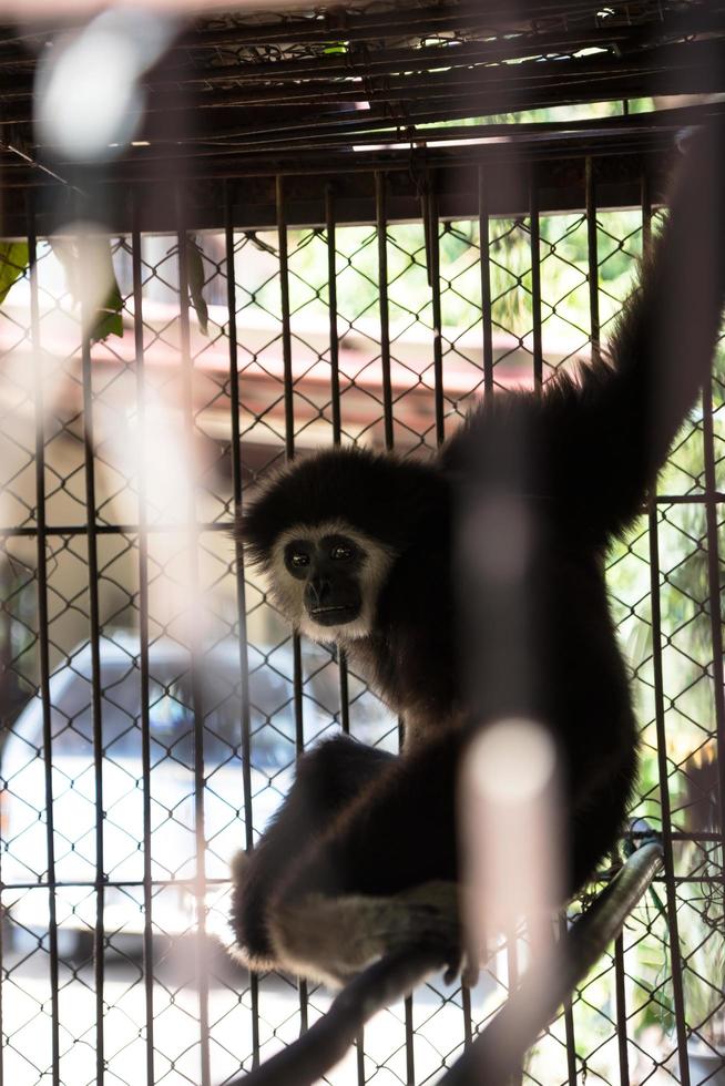 gibbon in een kooi. foto