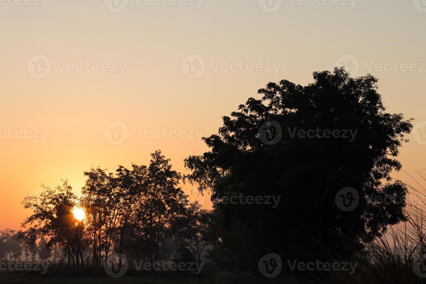 silhouet van de opkomende zon oranje door de bomen. foto