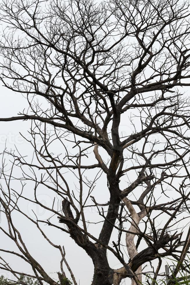 veel takken van droge bomen. foto