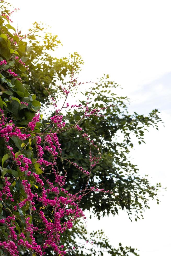 antigonon leptopus roze. foto