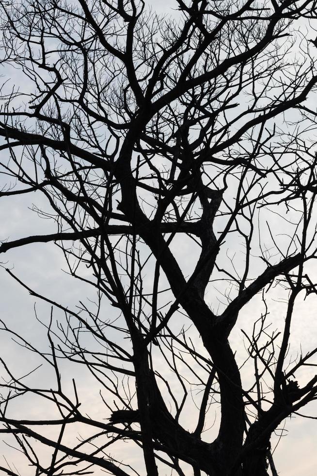 silhouet boomtakken droog. foto