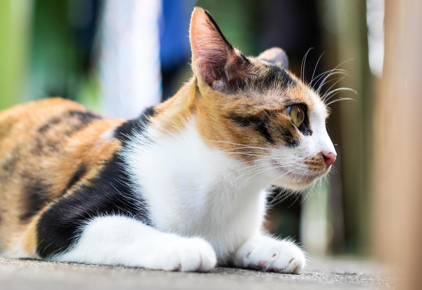 close-up van driekleurige kat staren kant. foto