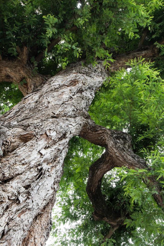 tamarinde boomschors twist. foto