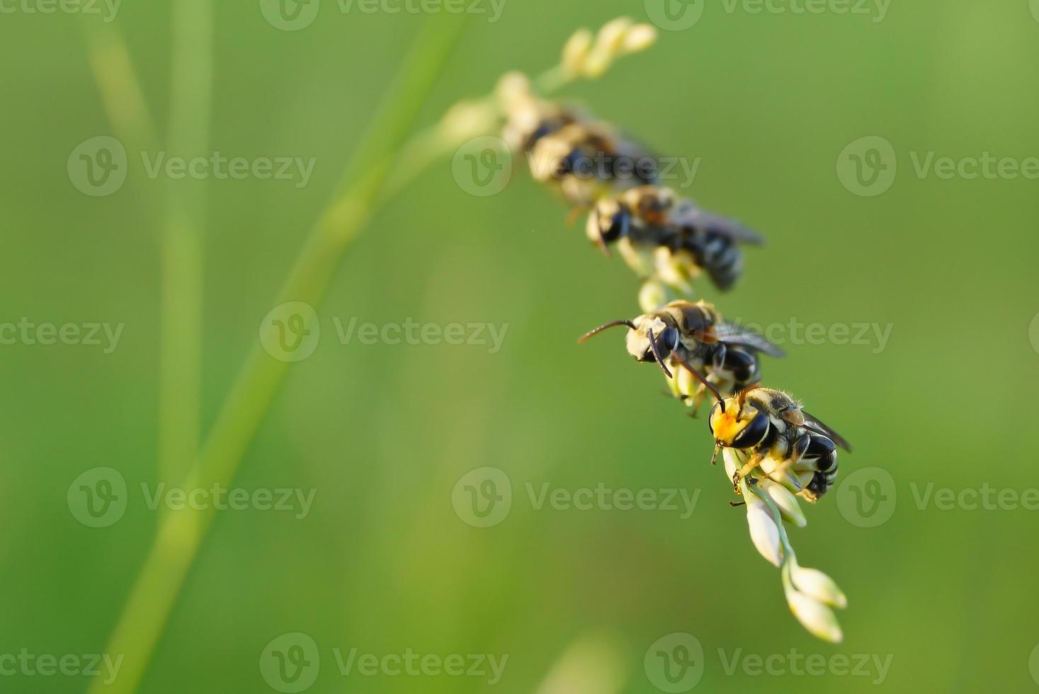 bijen zitten samen op een gras foto