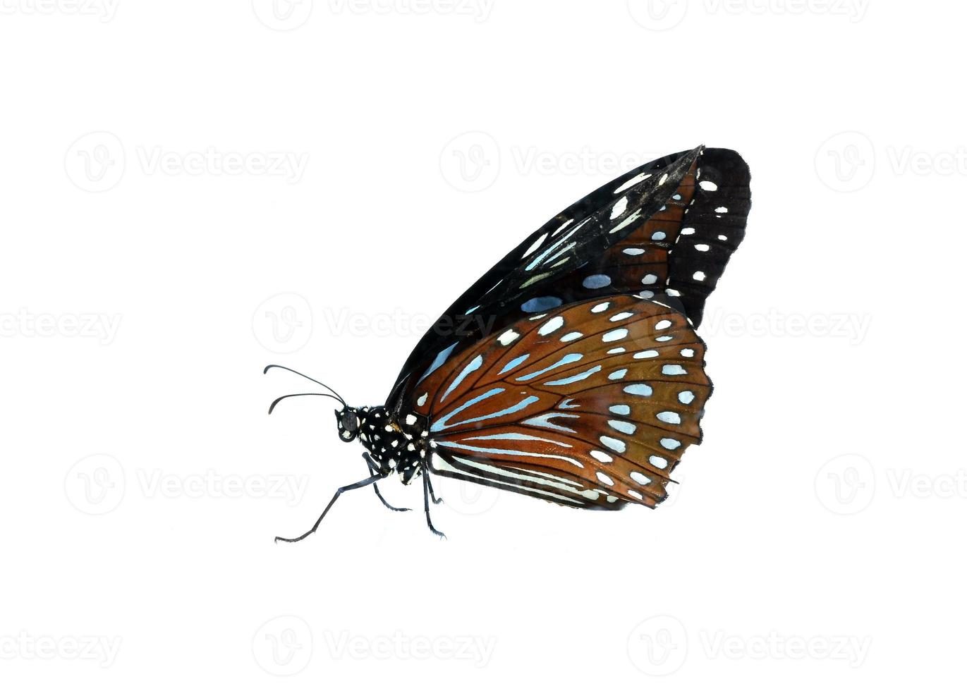 vlinder op wit wordt geïsoleerd foto