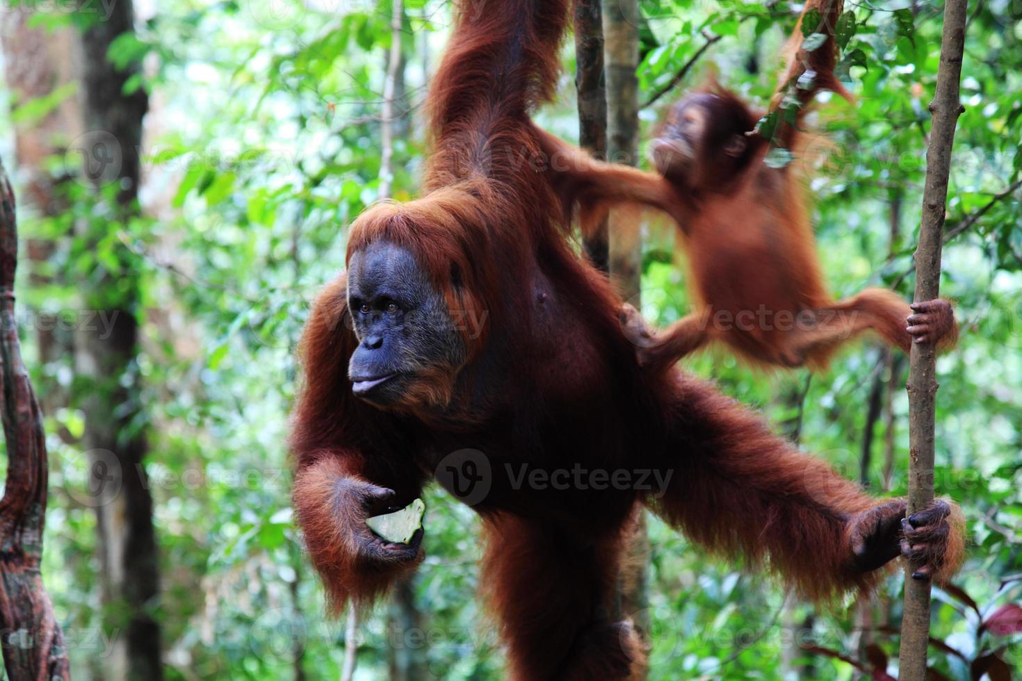vrouwelijke orang-oetan foto