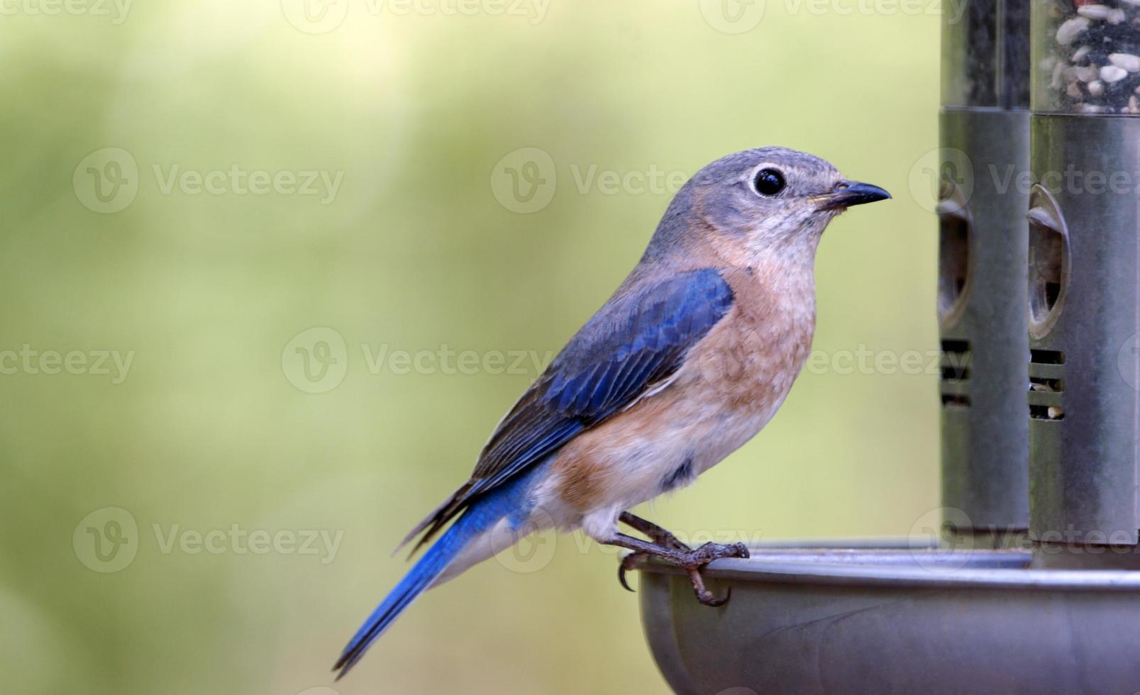 vrouwelijke bluebird op feeder foto