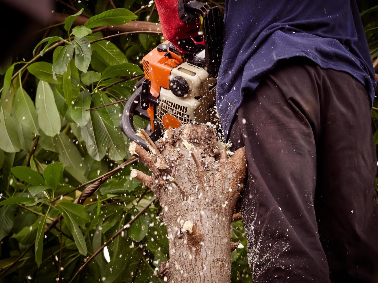 de tuinman gebruikt een kettingzaag om bomen te snoeien foto