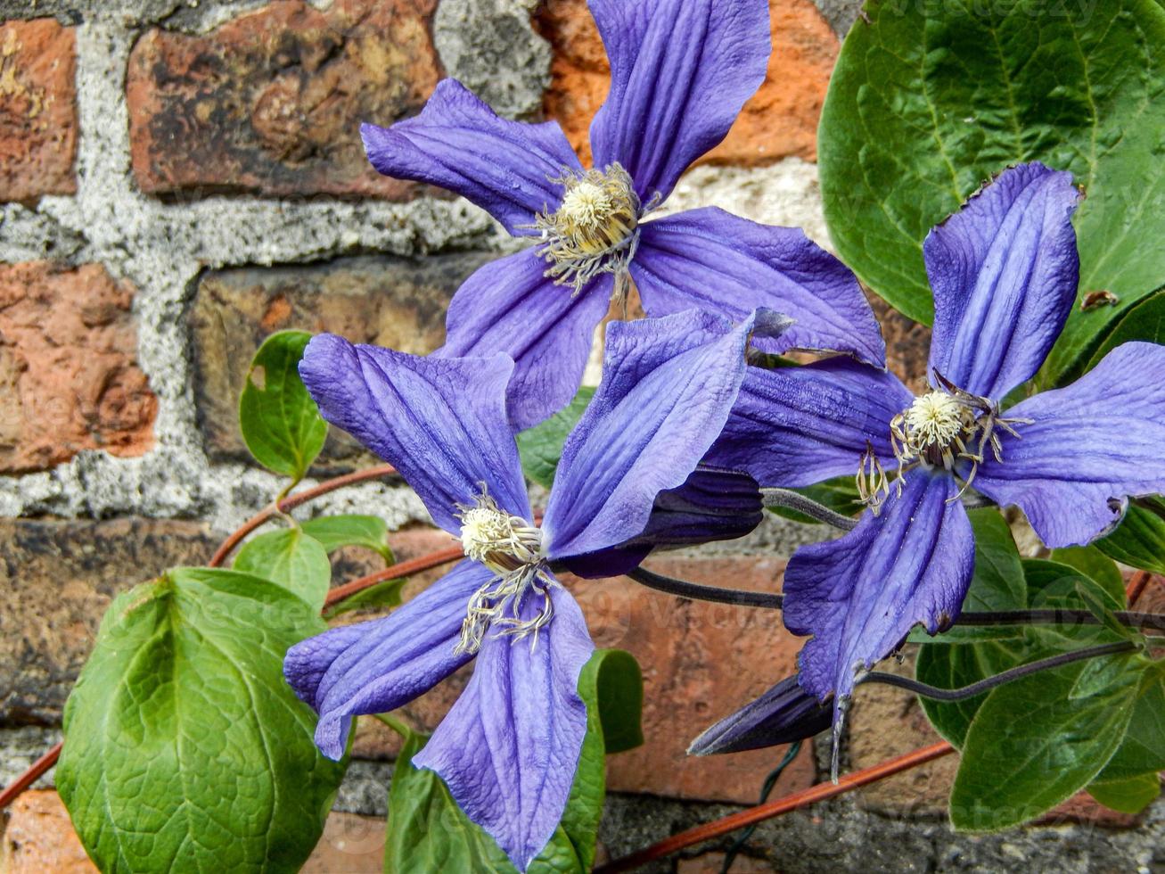 blauwe bloem clematis aan een muur foto