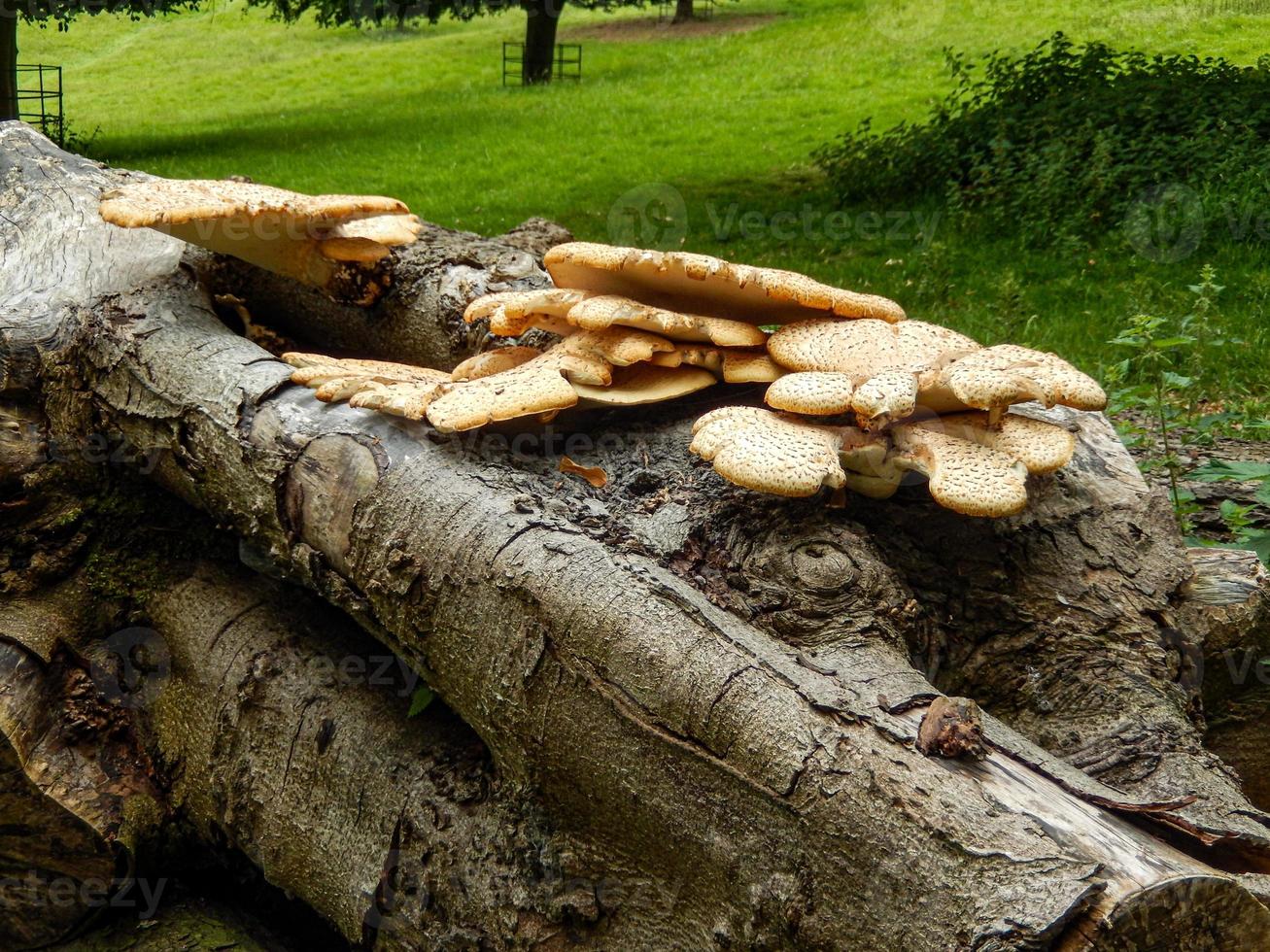 gekleurde boomzwam op hout foto