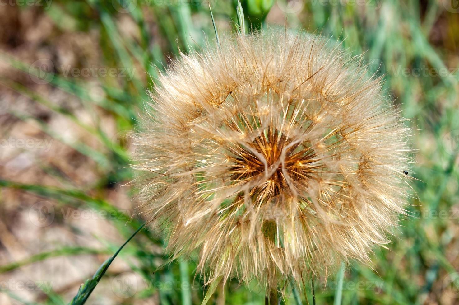 paardebloem in het gras in de herfst foto