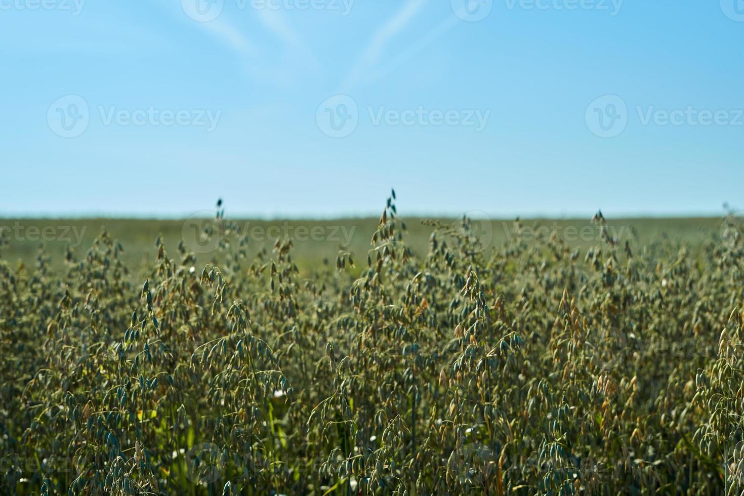 veld met groene oren van haver tegen de blauwe lucht op een zonnige dag, landbouw foto