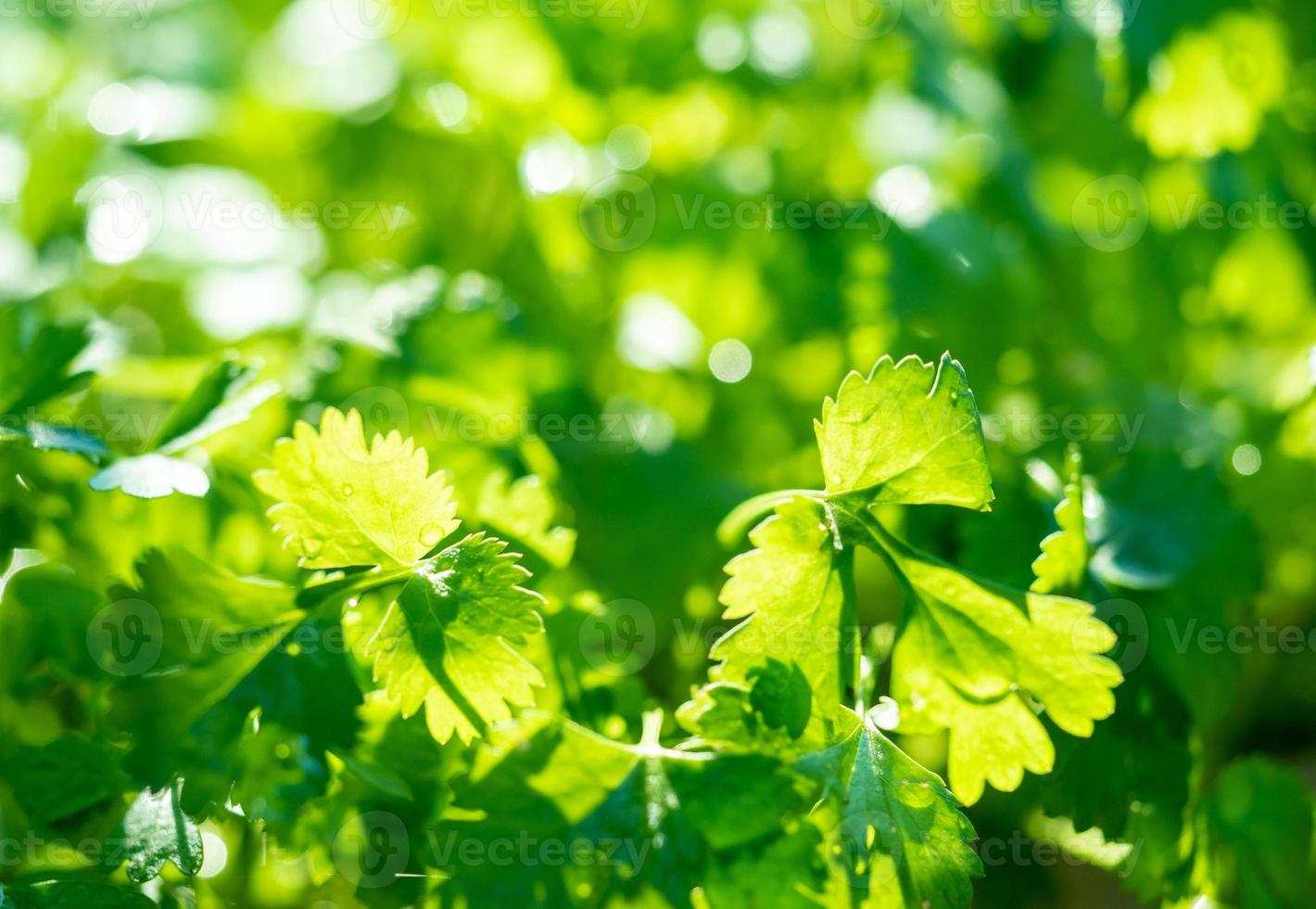 heldergroene achtergrond van verse peterseliebladeren in zonlicht, lente en zomerconcept foto