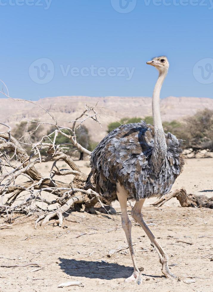 vrouwtje van Afrikaanse struisvogel (struthio camelus) foto