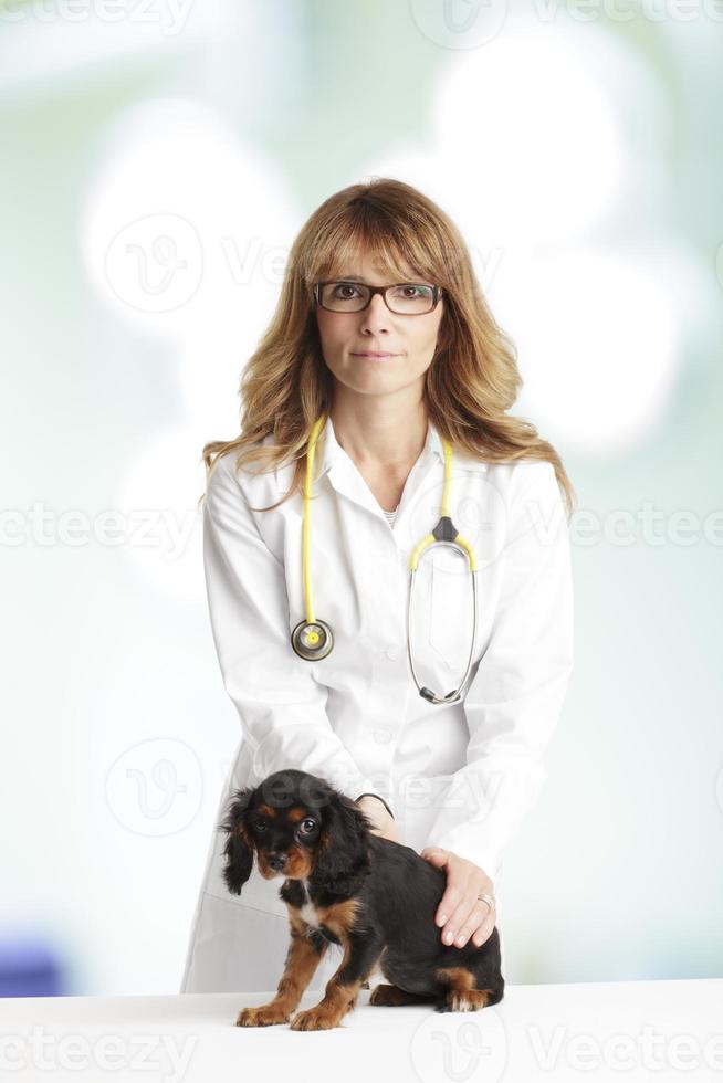 jonge puppy hondje en een vrouwelijke dierenarts foto