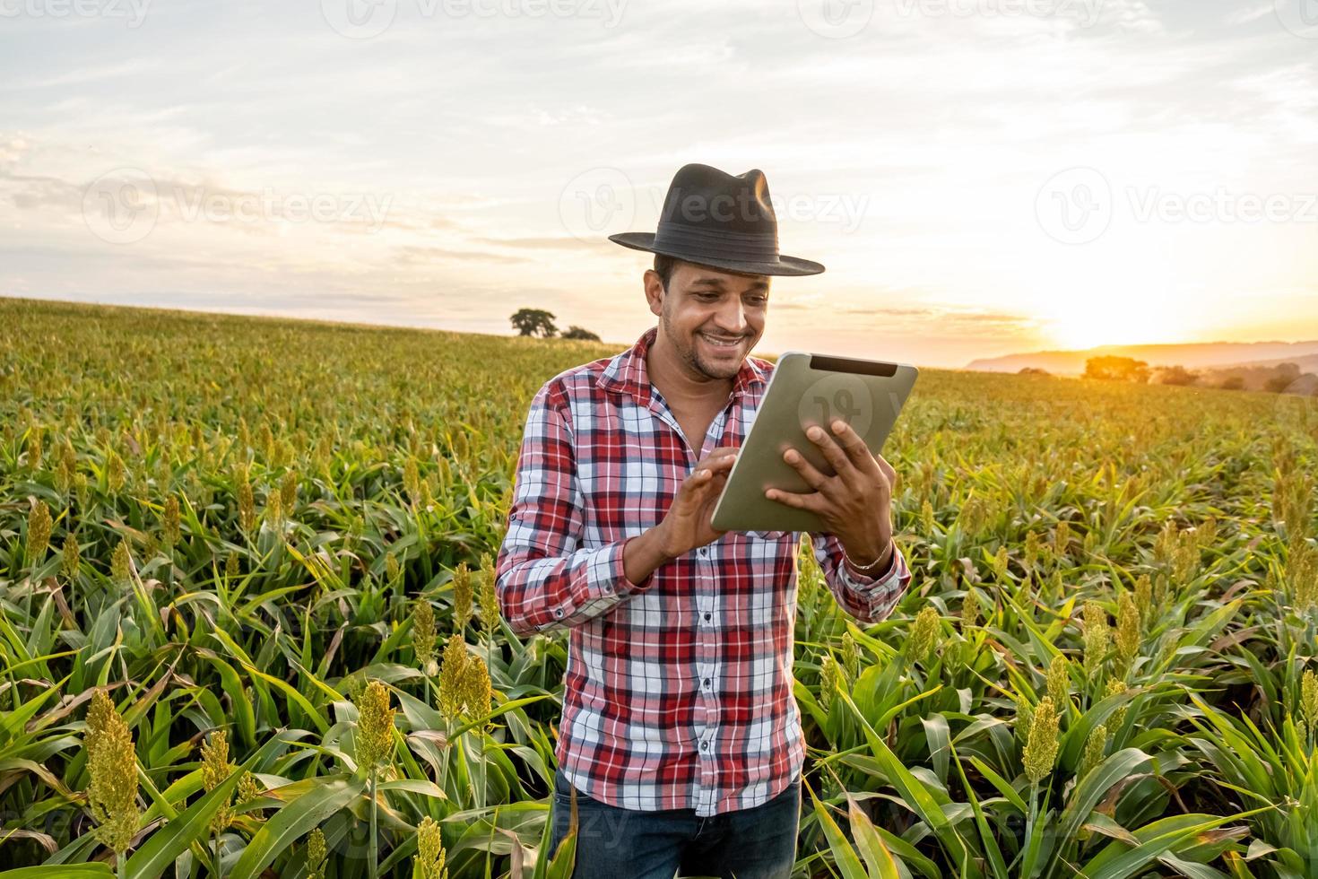 agronoom houdt tablet-touchpadcomputer in het maïsveld en onderzoekt gewassen voordat hij wordt geoogst. agribusiness-concept. Braziliaanse boerderij. foto