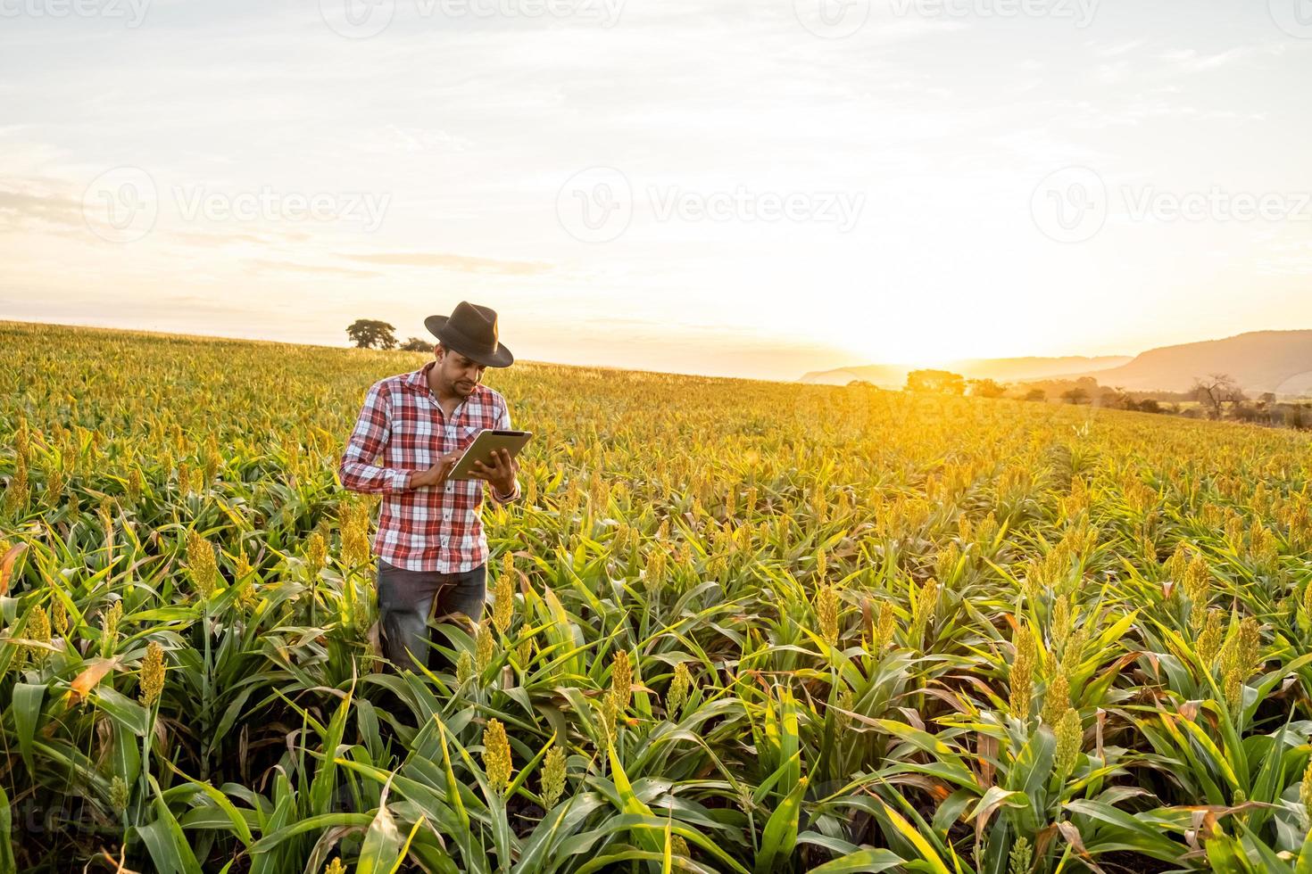 agronoom houdt tablet-touchpadcomputer in het maïsveld en onderzoekt gewassen voordat hij wordt geoogst. agribusiness-concept. Braziliaanse boerderij. foto
