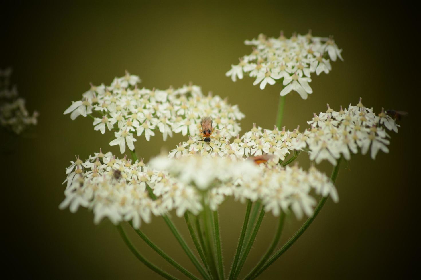 bloemen in bloei Britse tuin foto