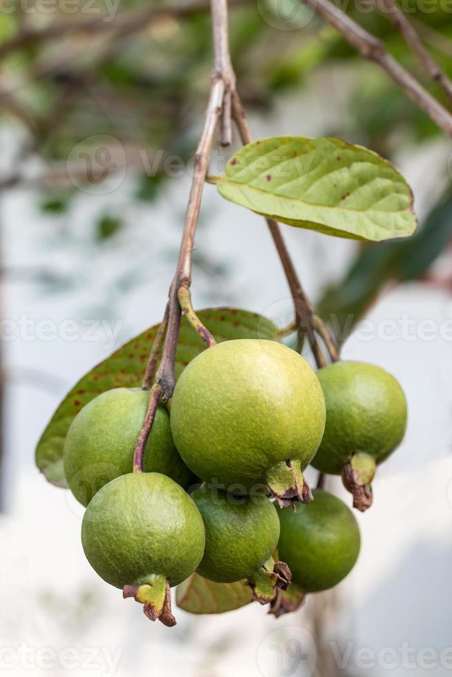 guavefruit dat een bos hangt. foto