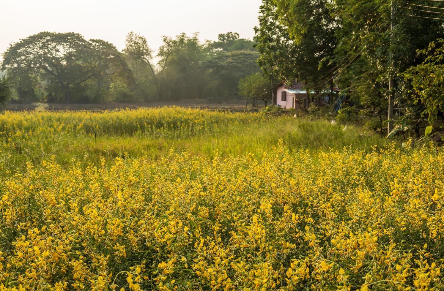 sunhemp bloementuin, crotalaria juncea geel, mooi bloeiend, overvloedige overvloed. foto