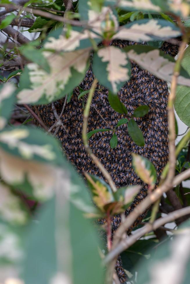 zoom veel nesten in met twijgen en bladeren. foto