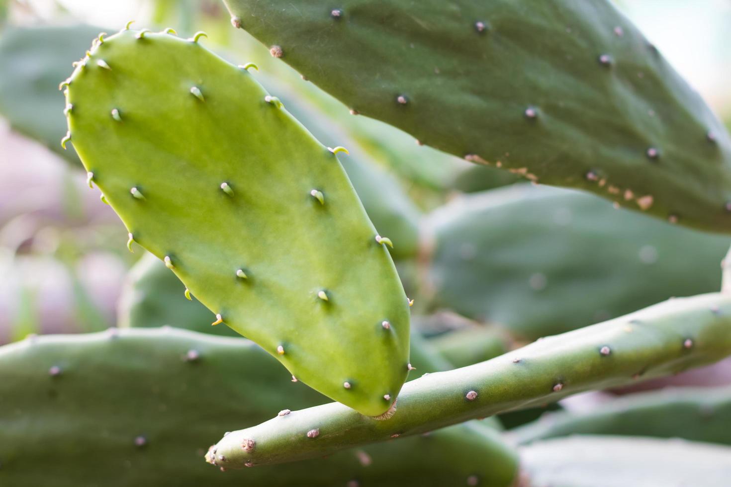 close-up cactusbladeren heldergroen. foto