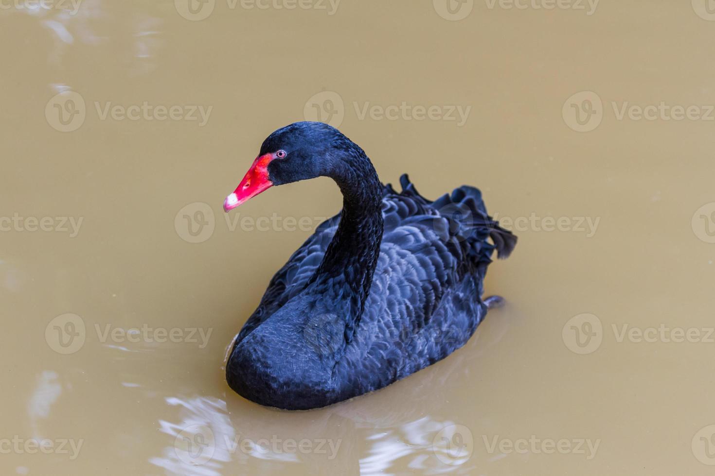 zwarte zwaan zwemmen in de dierentuin foto