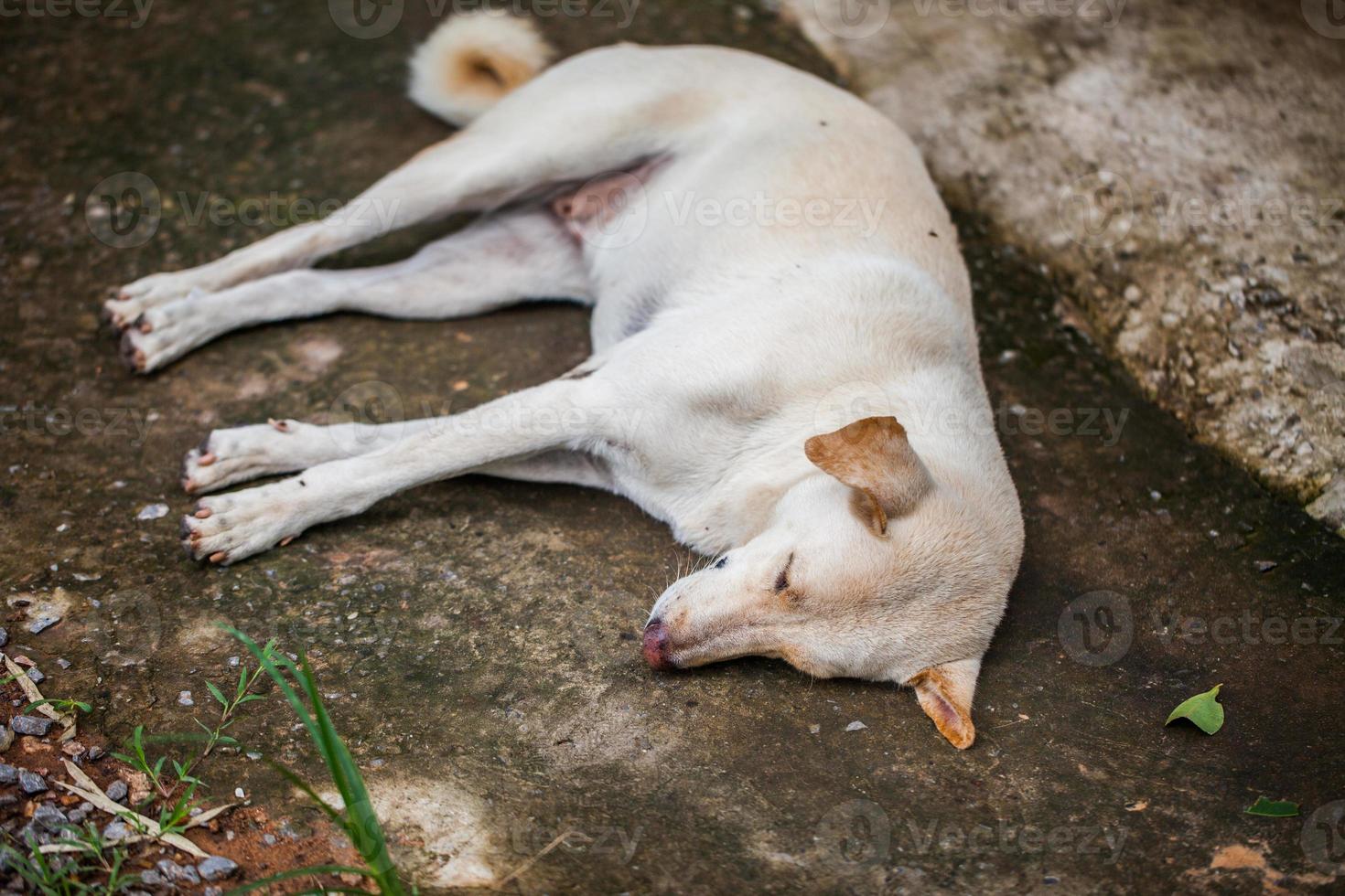 eenzame dakloze hond slaapt foto