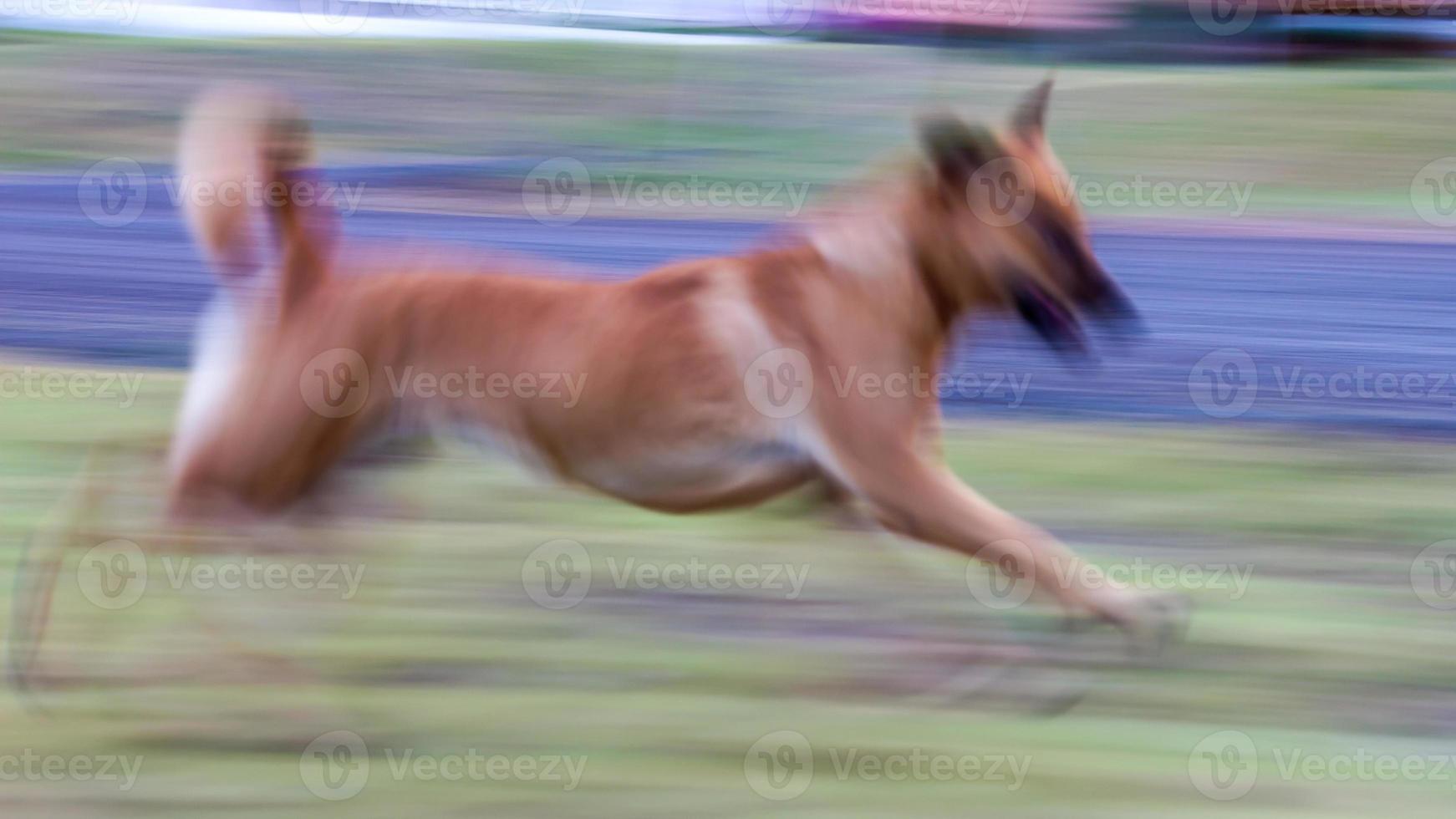 hond loopt vervagen. foto