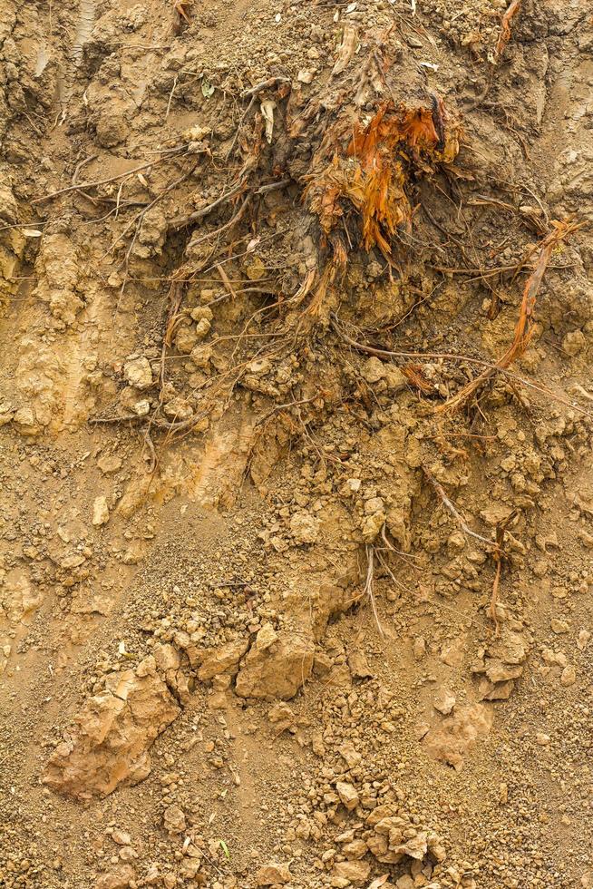 bisschop wortels in de grond graven. foto