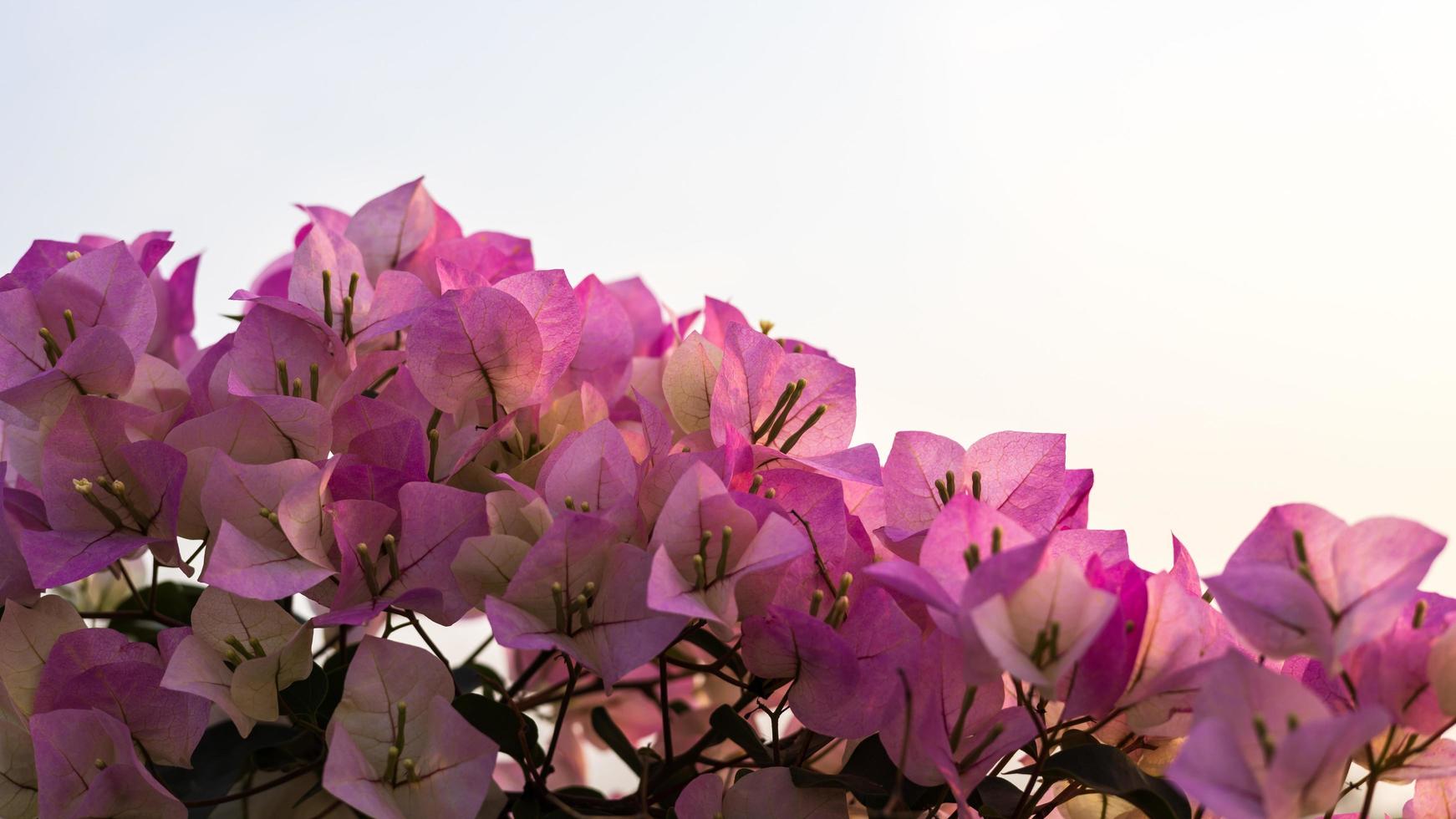 een close-up van een prachtig bloeiend boeket paars-roze bougainvillea. foto