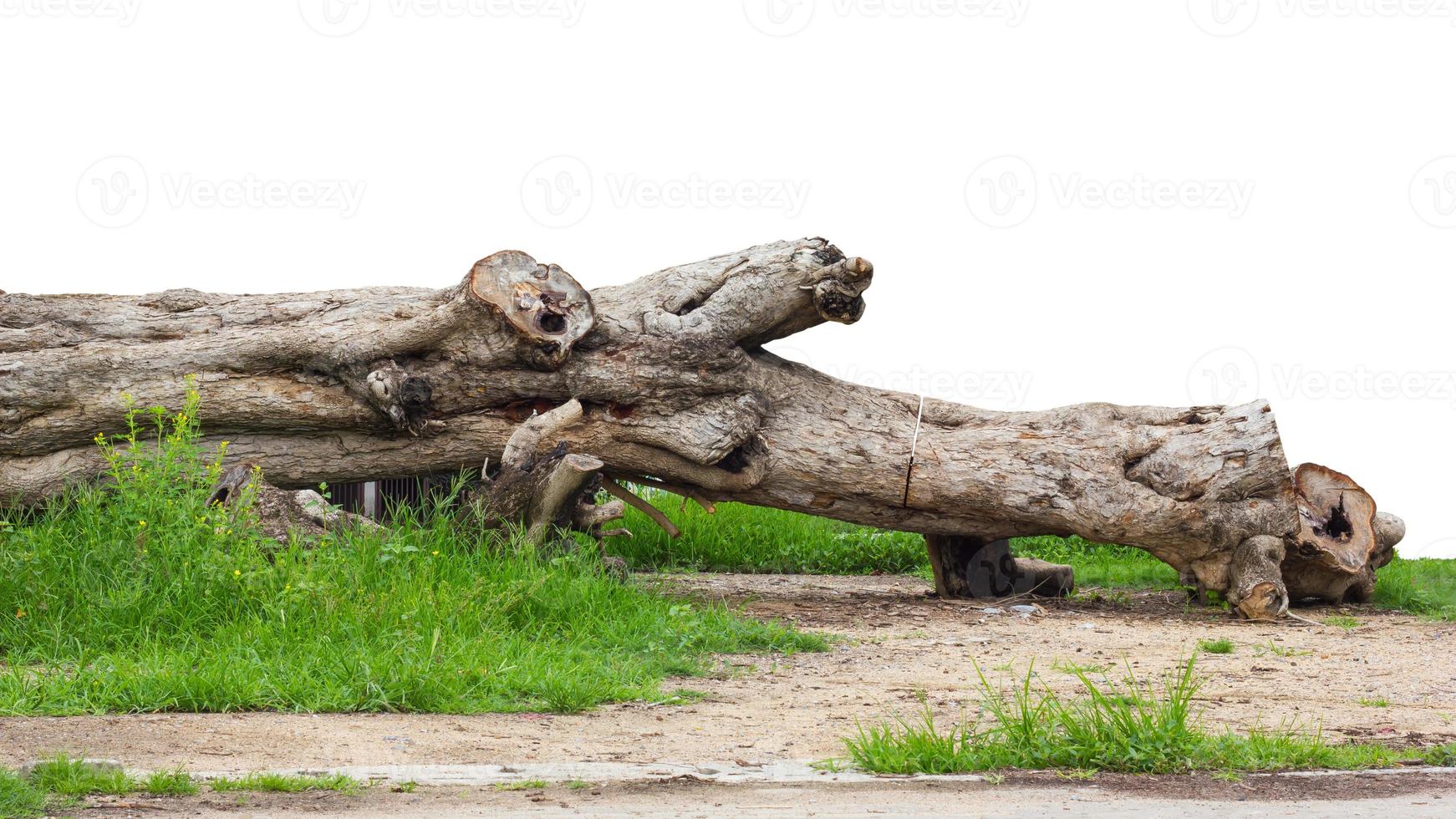 grote stronken op met gras begroeide grond. foto