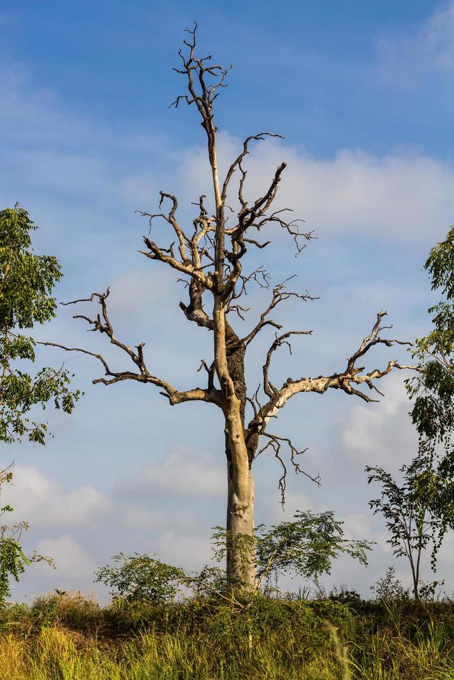 dode boom tussen struiken. foto