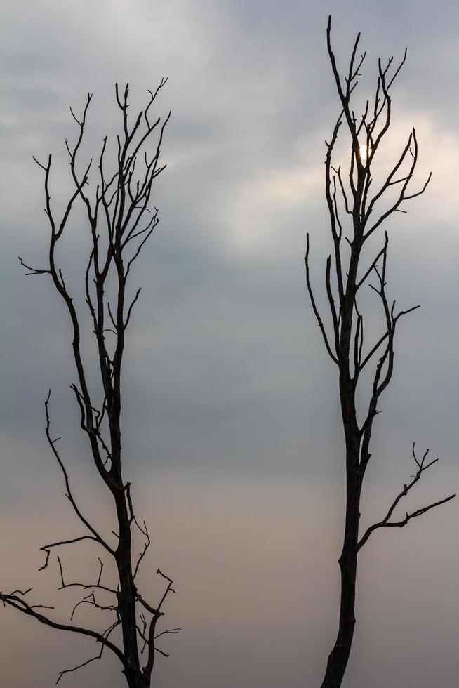 silhouet kale bomen. foto