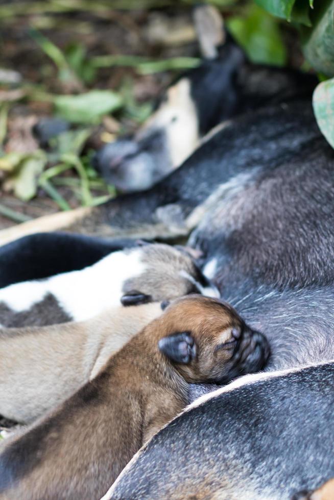 bijna slapende puppy's die borstvoeding geven. foto