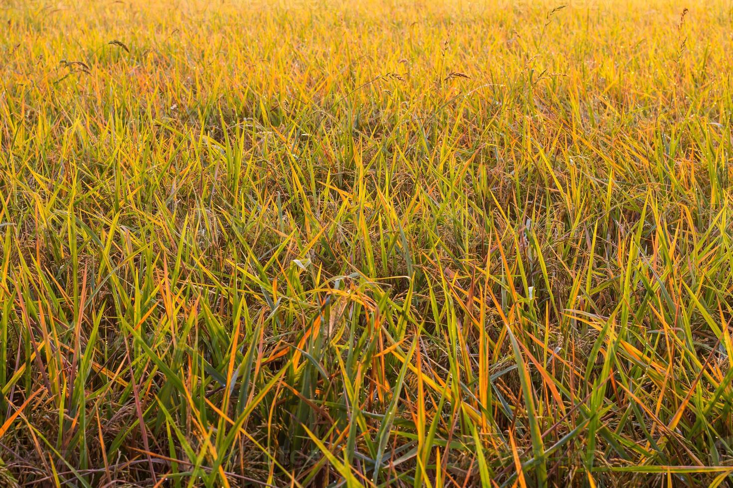 geel rijstblad onkruid. foto