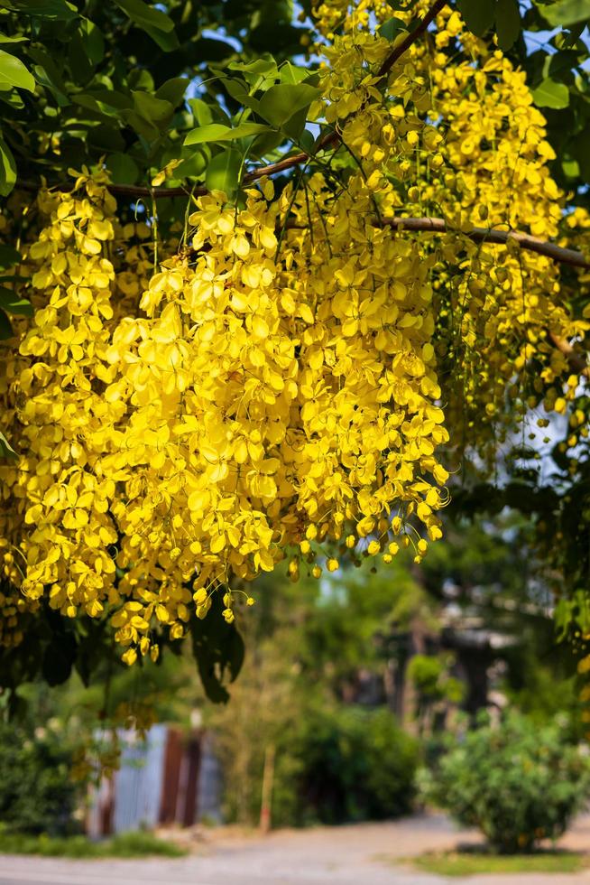 bloemen vermenigvuldigen, een mooie gele kleur in de tuin. foto