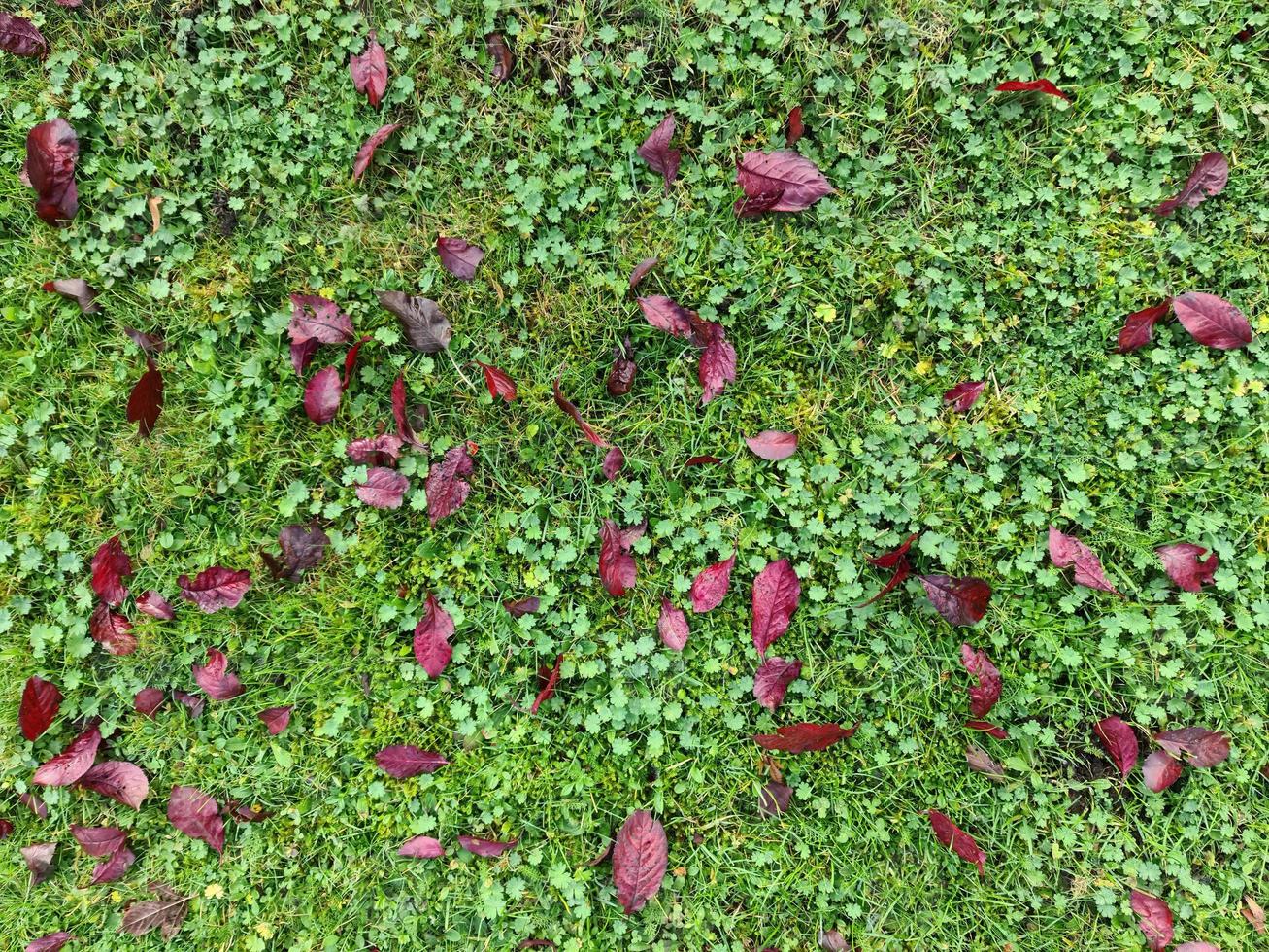 prachtige kleurrijke herfstbladeren op de grond voor achtergronden of texturen foto