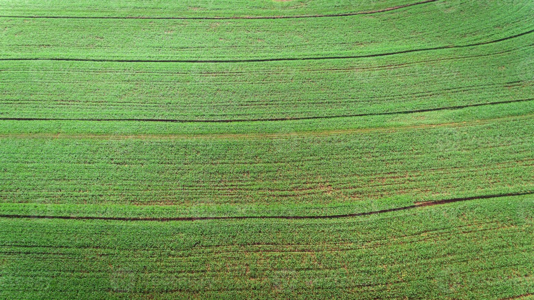 suikerrietplantage veld luchtfoto met zonlicht. agrarisch industrieel. foto