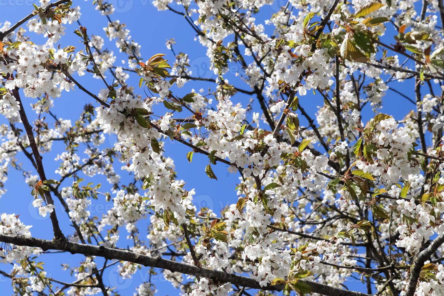 selectieve focus van prachtige kersenbomen in bloei tijdens de lente foto