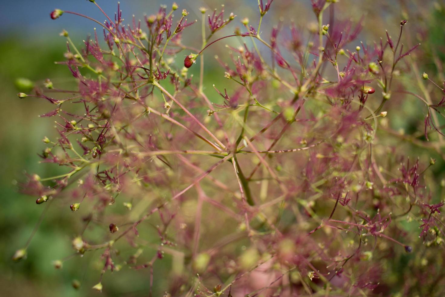 close-up shot van kleurrijke lentebloemen foto