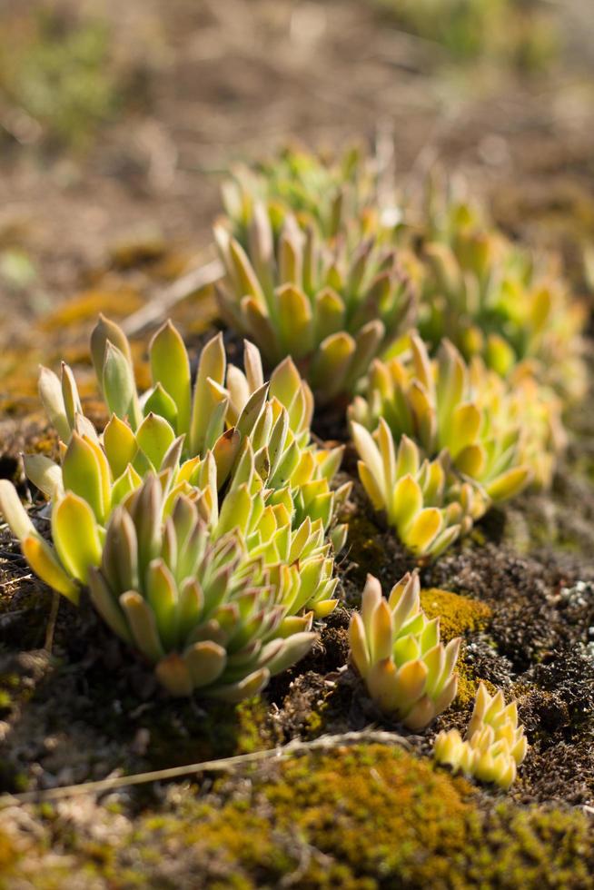 close-up van vetplanten in de bergen op zonnige dag foto