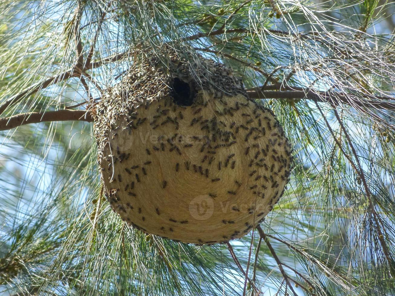 grote honingraat van wespen die in een boom hangt foto