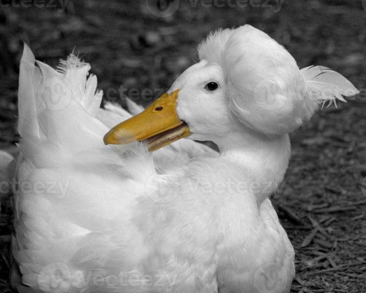 witte eend veer in haar pet 756790 Stockfoto