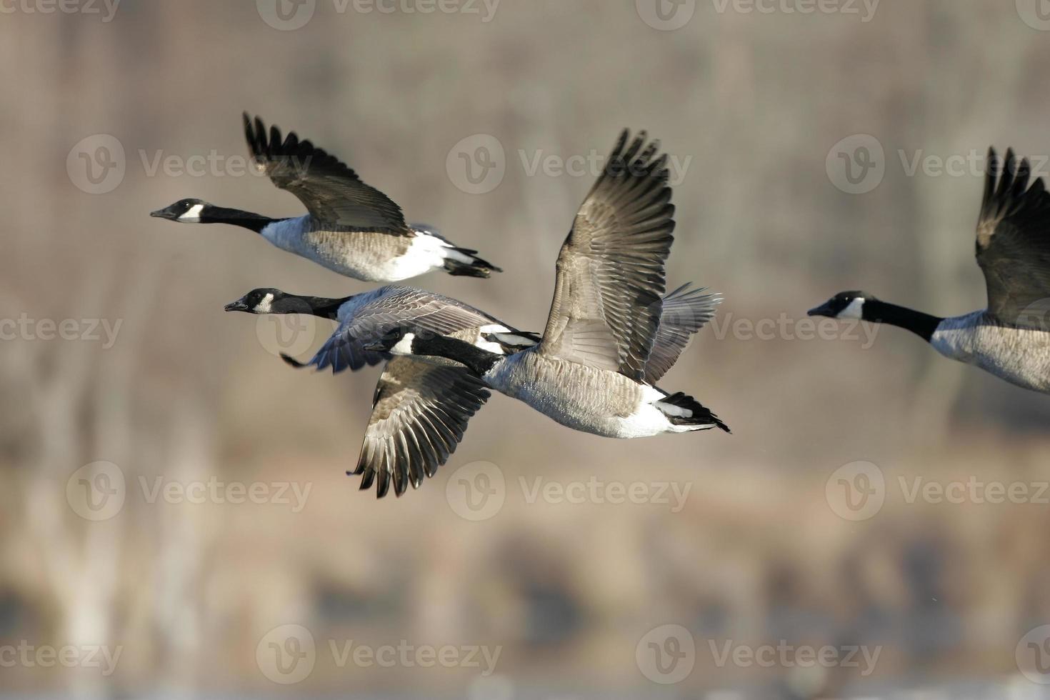 tijdens de vlucht migrerende Canadese ganzen foto