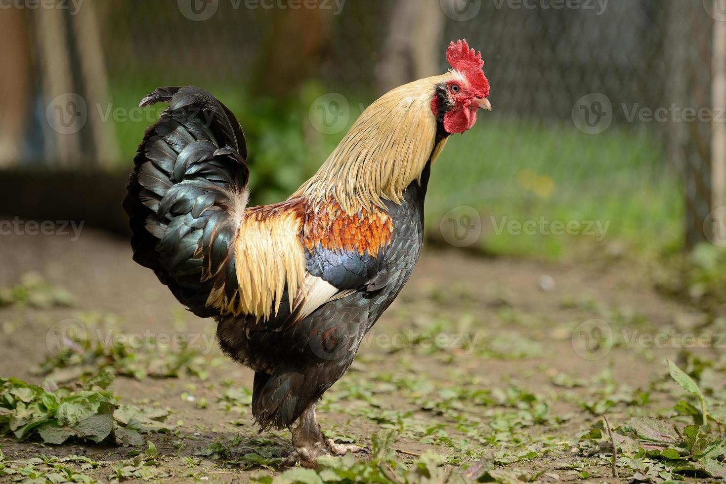 haan of kippen op traditionele vrije uitloop pluimveebedrijf foto